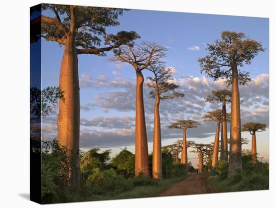 Avenue of Baobabs at Sunrise-Nigel Pavitt-Stretched Canvas