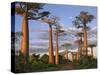 Avenue of Baobabs at Sunrise-Nigel Pavitt-Stretched Canvas