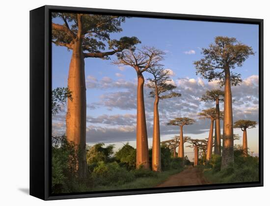 Avenue of Baobabs at Sunrise-Nigel Pavitt-Framed Stretched Canvas