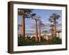 Avenue of Baobabs at Sunrise-Nigel Pavitt-Framed Photographic Print