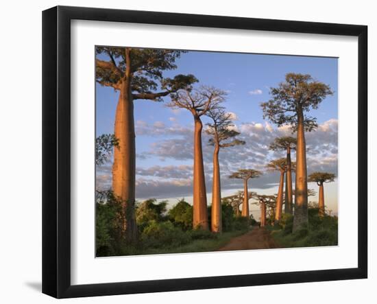 Avenue of Baobabs at Sunrise-Nigel Pavitt-Framed Photographic Print