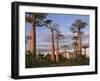 Avenue of Baobabs at Sunrise-Nigel Pavitt-Framed Photographic Print