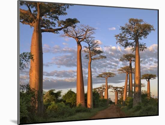 Avenue of Baobabs at Sunrise-Nigel Pavitt-Mounted Photographic Print