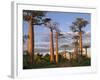 Avenue of Baobabs at Sunrise-Nigel Pavitt-Framed Photographic Print