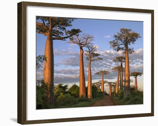 Avenue of Baobabs at Sunrise-Nigel Pavitt-Framed Photographic Print