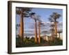 Avenue of Baobabs at Sunrise-Nigel Pavitt-Framed Photographic Print