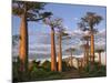 Avenue of Baobabs at Sunrise-Nigel Pavitt-Mounted Photographic Print