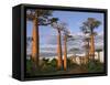 Avenue of Baobabs at Sunrise-Nigel Pavitt-Framed Stretched Canvas