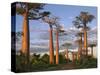 Avenue of Baobabs at Sunrise-Nigel Pavitt-Stretched Canvas