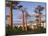 Avenue of Baobabs at Sunrise-Nigel Pavitt-Mounted Photographic Print