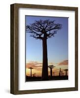 Avenue of Baobabs at Sunrise-Nigel Pavitt-Framed Photographic Print