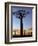 Avenue of Baobabs at Sunrise-Nigel Pavitt-Framed Photographic Print