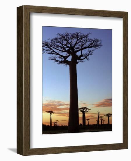 Avenue of Baobabs at Sunrise-Nigel Pavitt-Framed Photographic Print