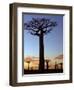 Avenue of Baobabs at Sunrise-Nigel Pavitt-Framed Photographic Print