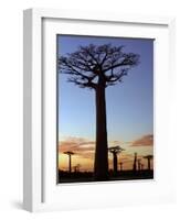 Avenue of Baobabs at Sunrise-Nigel Pavitt-Framed Photographic Print