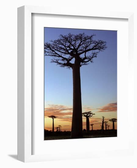 Avenue of Baobabs at Sunrise-Nigel Pavitt-Framed Photographic Print