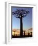 Avenue of Baobabs at Sunrise-Nigel Pavitt-Framed Photographic Print