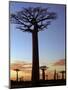 Avenue of Baobabs at Sunrise-Nigel Pavitt-Mounted Photographic Print