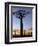Avenue of Baobabs at Sunrise-Nigel Pavitt-Framed Premium Photographic Print