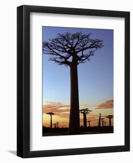 Avenue of Baobabs at Sunrise-Nigel Pavitt-Framed Premium Photographic Print