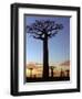 Avenue of Baobabs at Sunrise-Nigel Pavitt-Framed Premium Photographic Print