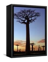 Avenue of Baobabs at Sunrise-Nigel Pavitt-Framed Stretched Canvas