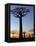 Avenue of Baobabs at Sunrise-Nigel Pavitt-Framed Stretched Canvas