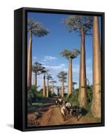 Avenue of Baobabs with Ox-Drawn Carts-Nigel Pavitt-Framed Stretched Canvas