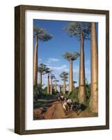 Avenue of Baobabs with Ox-Drawn Carts-Nigel Pavitt-Framed Photographic Print