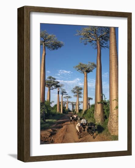 Avenue of Baobabs with Ox-Drawn Carts-Nigel Pavitt-Framed Photographic Print