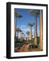 Avenue of Baobabs with Ox-Drawn Carts-Nigel Pavitt-Framed Photographic Print