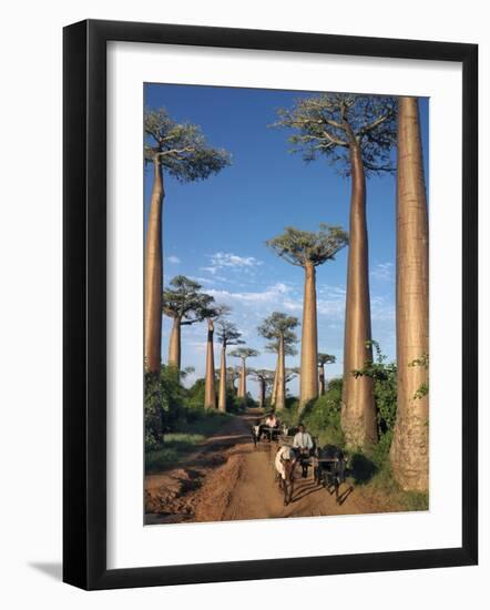 Avenue of Baobabs with Ox-Drawn Carts-Nigel Pavitt-Framed Photographic Print