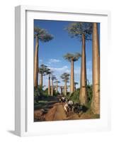 Avenue of Baobabs with Ox-Drawn Carts-Nigel Pavitt-Framed Photographic Print