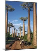 Avenue of Baobabs with Ox-Drawn Carts-Nigel Pavitt-Mounted Photographic Print