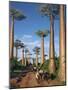 Avenue of Baobabs with Ox-Drawn Carts-Nigel Pavitt-Mounted Photographic Print