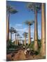 Avenue of Baobabs with Ox-Drawn Carts-Nigel Pavitt-Mounted Photographic Print