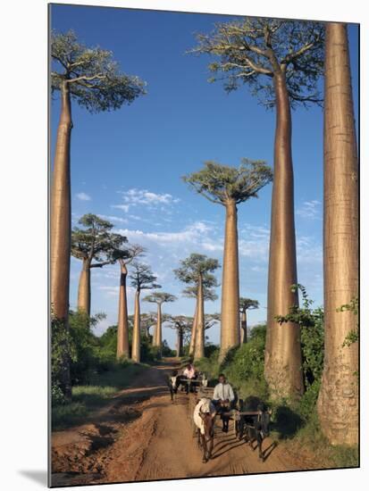 Avenue of Baobabs with Ox-Drawn Carts-Nigel Pavitt-Mounted Photographic Print