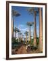 Avenue of Baobabs with Ox-Drawn Carts-Nigel Pavitt-Framed Photographic Print