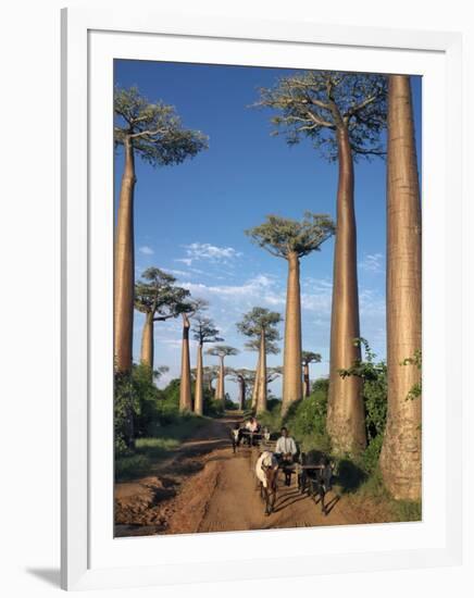 Avenue of Baobabs with Ox-Drawn Carts-Nigel Pavitt-Framed Photographic Print