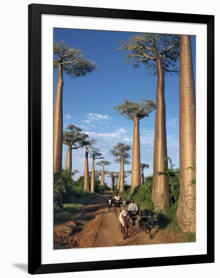 Avenue of Baobabs with Ox-Drawn Carts-Nigel Pavitt-Framed Photographic Print