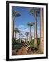 Avenue of Baobabs with Ox-Drawn Carts-Nigel Pavitt-Framed Photographic Print