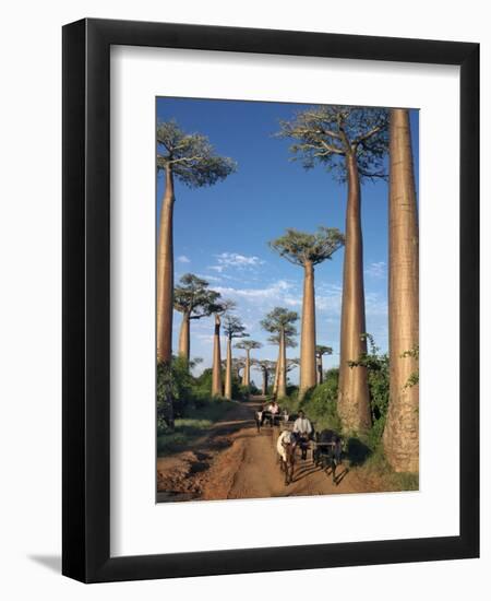 Avenue of Baobabs with Ox-Drawn Carts-Nigel Pavitt-Framed Premium Photographic Print