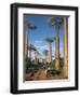 Avenue of Baobabs with Ox-Drawn Carts-Nigel Pavitt-Framed Photographic Print