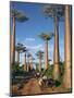 Avenue of Baobabs with Ox-Drawn Carts-Nigel Pavitt-Mounted Photographic Print