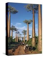 Avenue of Baobabs with Ox-Drawn Carts-Nigel Pavitt-Stretched Canvas
