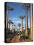 Avenue of Baobabs with Ox-Drawn Carts-Nigel Pavitt-Stretched Canvas