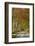 Avenue of Beech Trees, Near Laurieston, Dumfries and Galloway, Scotland, United Kingdom, Europe-Gary Cook-Framed Photographic Print