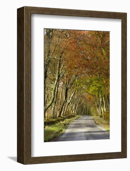 Avenue of Beech Trees, Near Laurieston, Dumfries and Galloway, Scotland, United Kingdom, Europe-Gary Cook-Framed Photographic Print