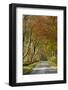 Avenue of Beech Trees, Near Laurieston, Dumfries and Galloway, Scotland, United Kingdom, Europe-Gary Cook-Framed Photographic Print