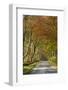 Avenue of Beech Trees, Near Laurieston, Dumfries and Galloway, Scotland, United Kingdom, Europe-Gary Cook-Framed Photographic Print